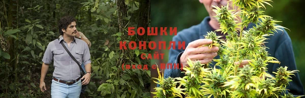 сатива Аркадак